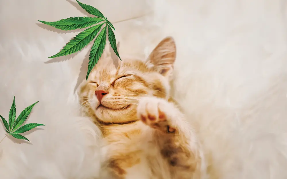 Los beneficios del CBD para tu mascota