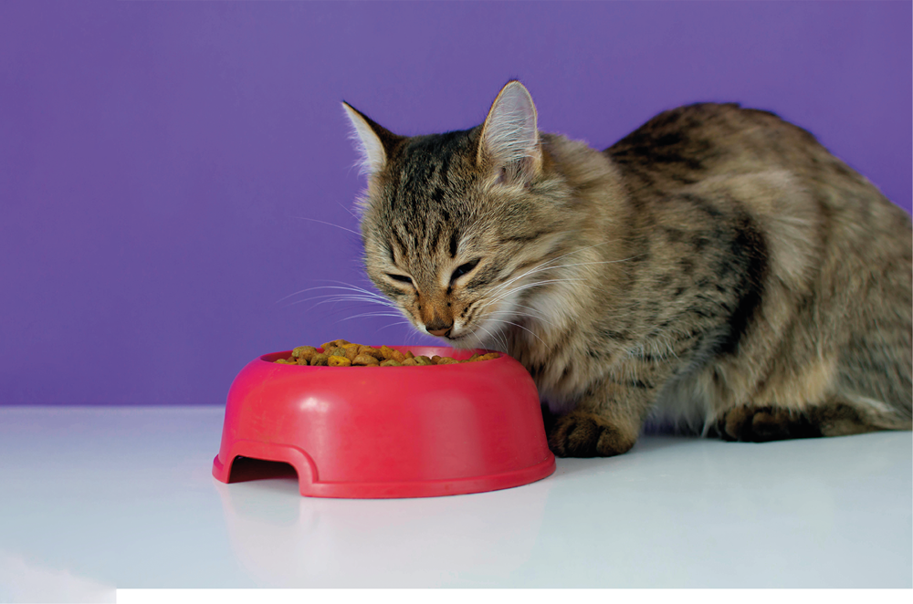  ¿Los gatos solo deben comer alimento seco? 