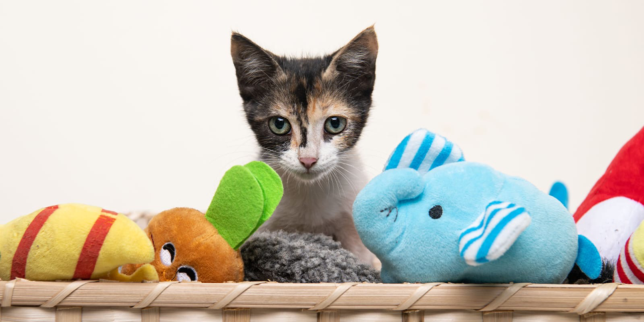 La salud de tu Michi