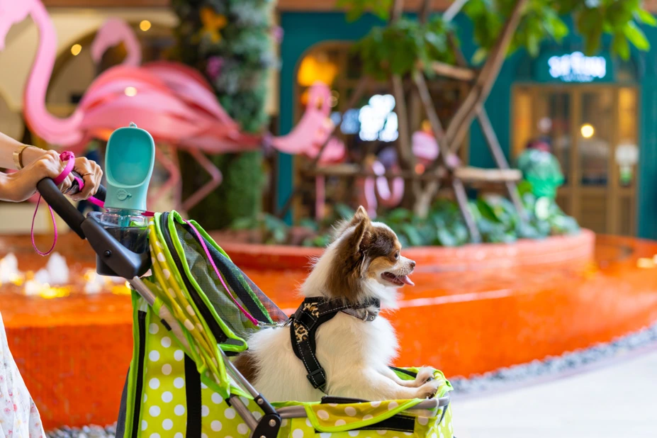 Experiencias Pet-Friendly - Imagen 2