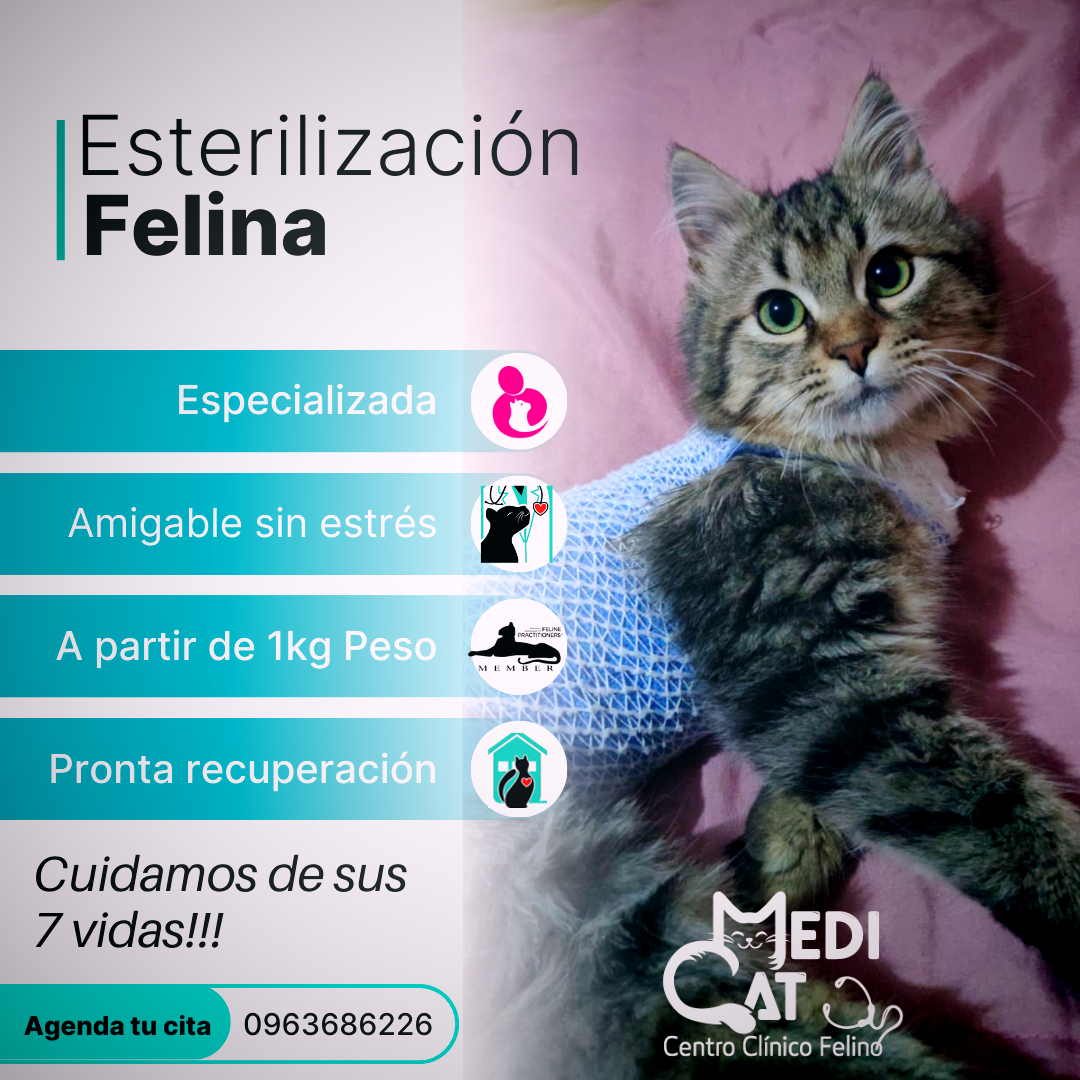 Procedimiento seguro y completo: La esterilización incluye exámenes de sangre previos para asegurar la salud de tu gato. Anestesia inhalada: Utilizamos la anestesia inhalada más segura disponible para minimizar cualquier riesgo. Confort postoperatorio: Tu