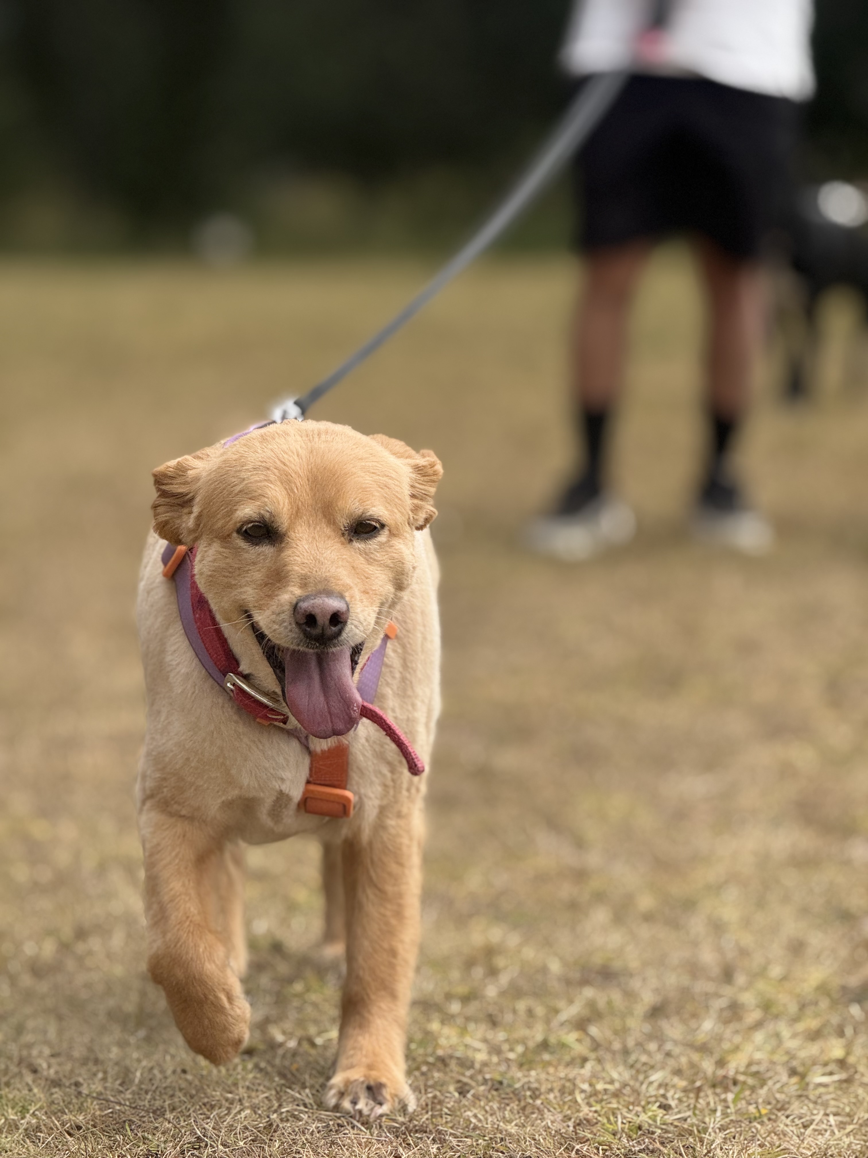 Dogssy