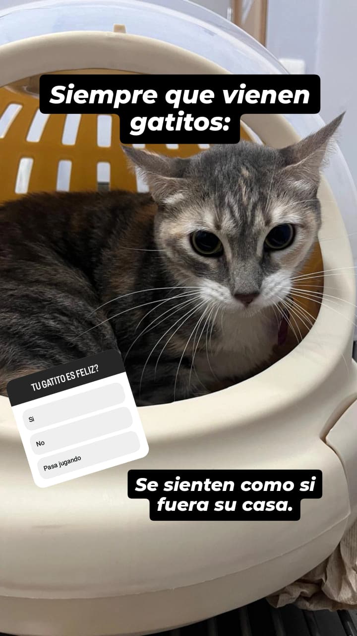 Nuestros pacientes felinos son tratados de una forma CAT FRIENDLY