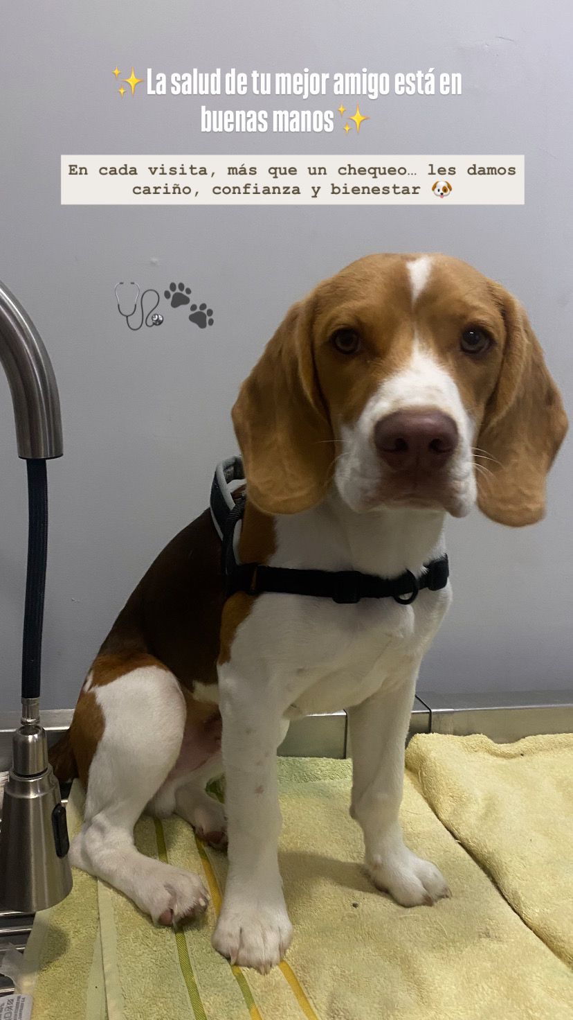 Nuestros pacientes caninos son una hermosura.