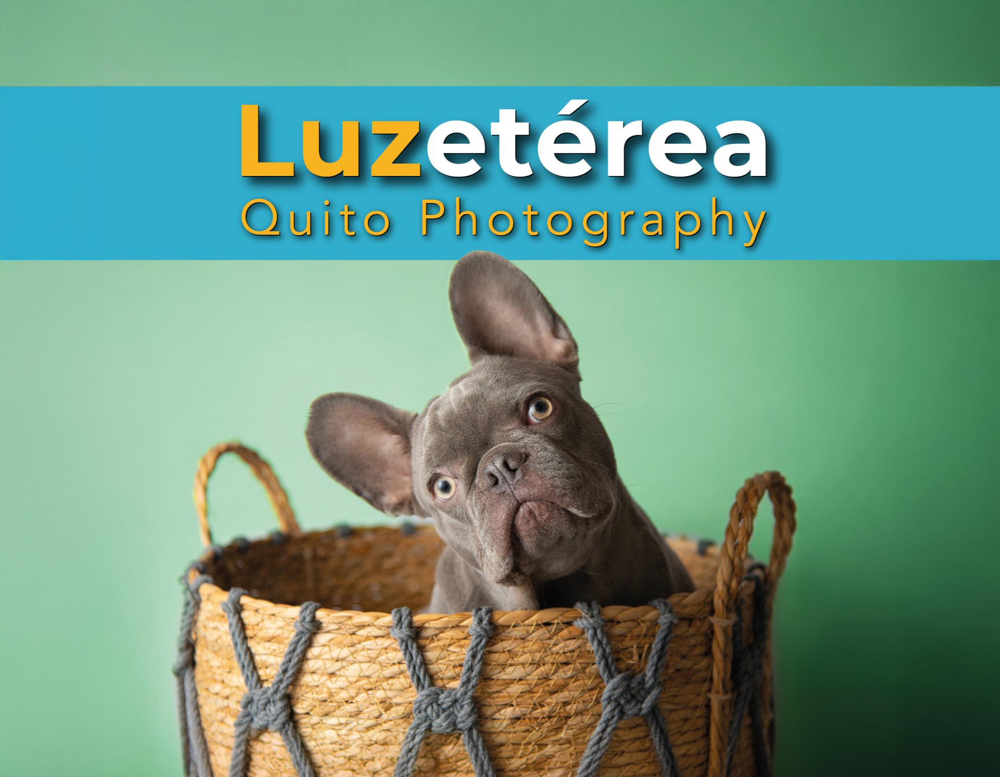 Imagen de Luz Etérea Fotografía Animal