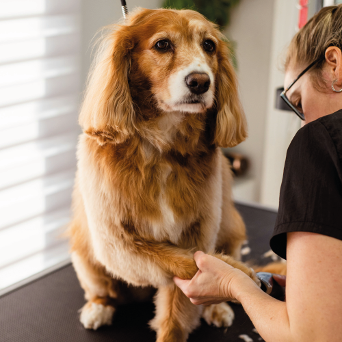 Veterinaria Siempre a Tu Lado