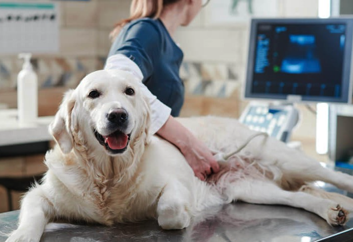 Pet Help - Servicio de Imágenes Veterinarias