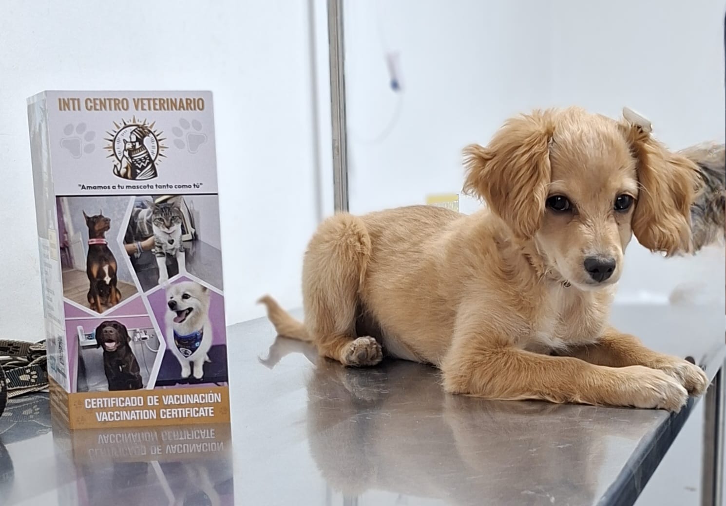 INTI CONSULTORIO VETERINARIO