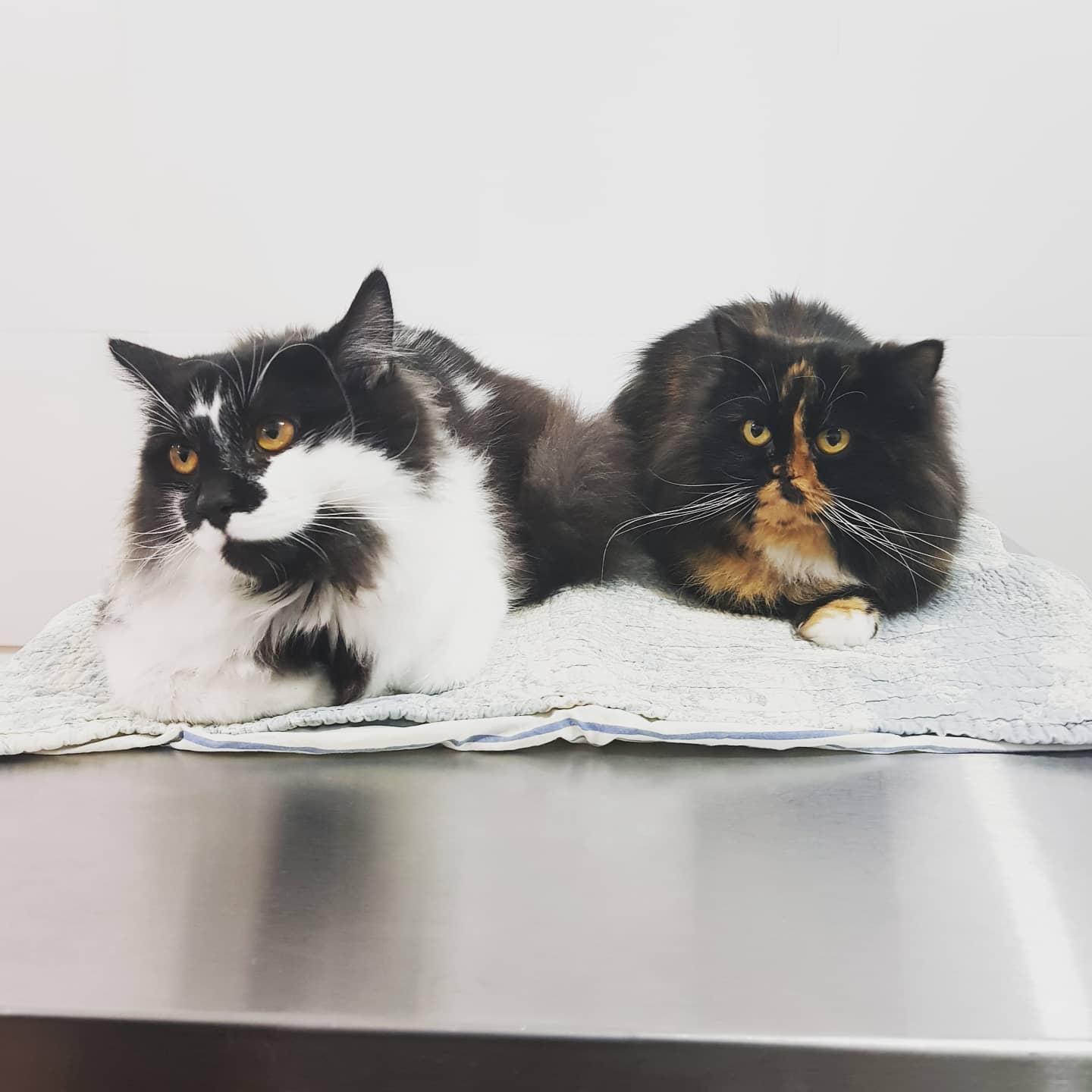 Veterinaria Zoonapet