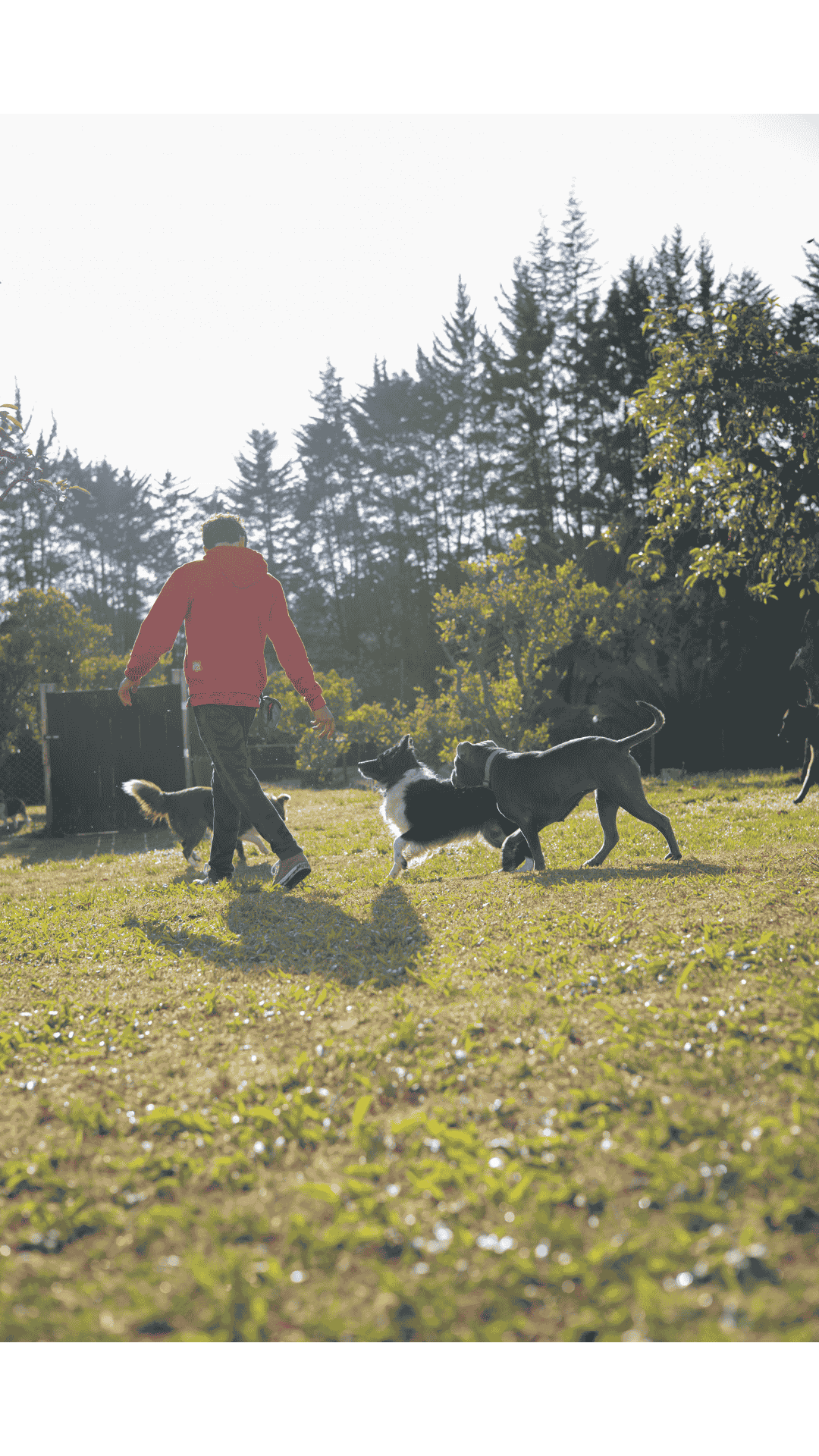 Acompañamiento continuo con tu peludito!