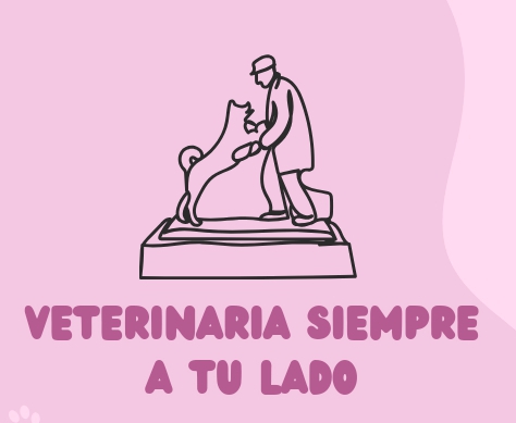 Imagen de Veterinaria Siempre a Tu Lado