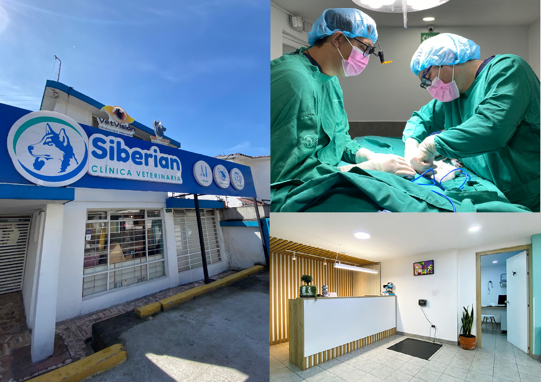 Siberian - Clinica de especialidades veterinarias