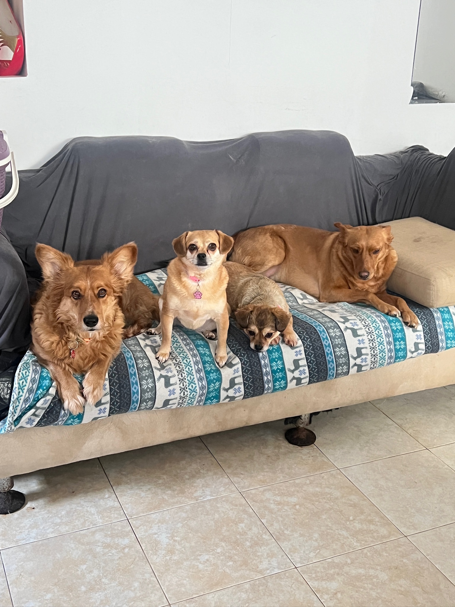 Apóyanos, nuestros pequeños dependen de nuestra autogestión y temporales pagados