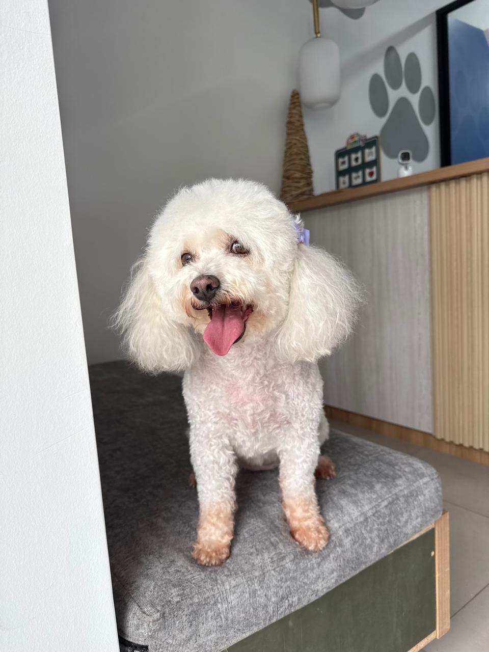 Kookie feliz después de su día de peluquería