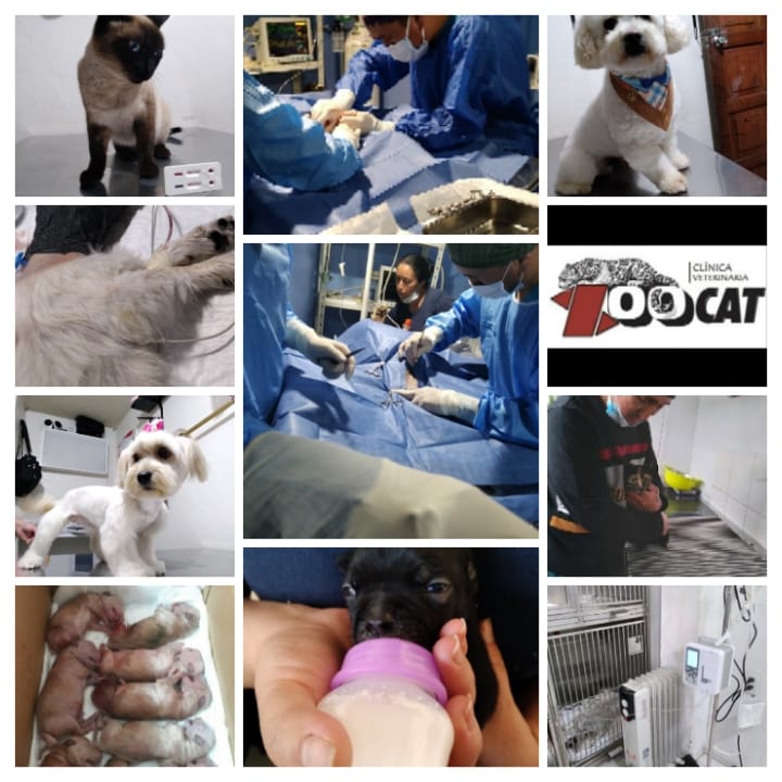 Clínica Veterinaria Zoocat